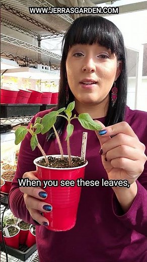 How to fertilize tomato seedlings for maximum growth and health #tomato #garden #gardentips #plants