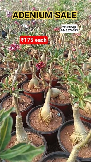 அடினியம் செடிகள் விற்பனைக்கு ‪@gardengalleryds‬ #plants #nagercoilvlogs #adenium #gardening #sale