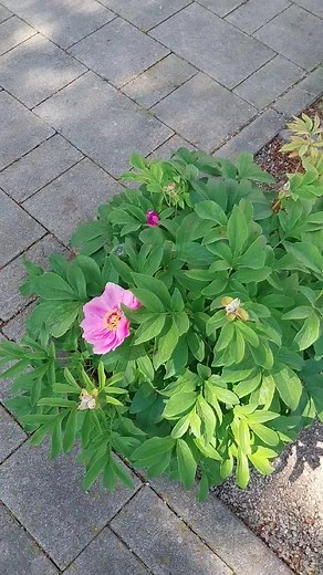 Hotel Delfin Izola... lepo vabljeni! | Hotel Delfin Izola