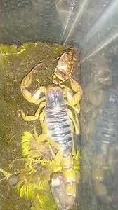 Scorpion feeding cockroach