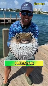 24K views · 199 reactions | Nagpa-cute pero deadly?! Puffer fish na may sariling airbag!⚠️✨ #KwentongMalupet #HayopSaGaling #PufferFishPH #AquaAmazing #StreetScience #FollowMoKoKaYappee #Yappee #ctto @animalparadise99 #YappeeHow | Rex Dalman Yape Jr | Facebook