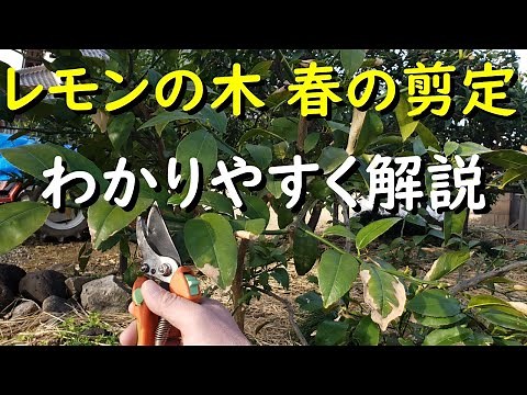 だれでもできるレモンの木の春の剪定を簡単に解説します。昨年放置した枝の処理方法や管理ポイント