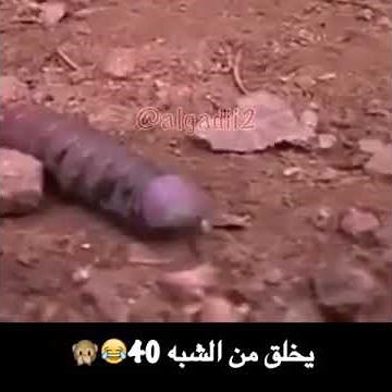 زب الأرض