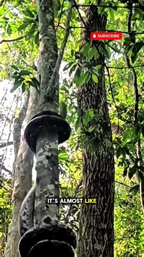 You won’t believe this giant snake climbing a tree like it’s rolling around the trunk! Watch how smoothly and precisely it moves—most people have never seen a snake climb like this. Why does it do this? Snakes twist and spiral to grip the tree, stay balanced, and reach their destination safely. Sometimes it’s hunting or looking for a safe spot. What’s your guess? #SnakeClimbing #WildlifeUSA #NatureMystery #AnimalBehavior #ViralWildlife #ShortsUSA #NatureLovers #AnimalWatch #CuriousCreatures #Wil