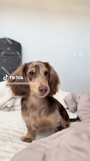 All About Dapple Dachshunds: The Unique Mini Breed