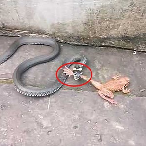 3.1M views · 9.4K reactions | Snake vs Frog fight | Animals & Nature | Facebook