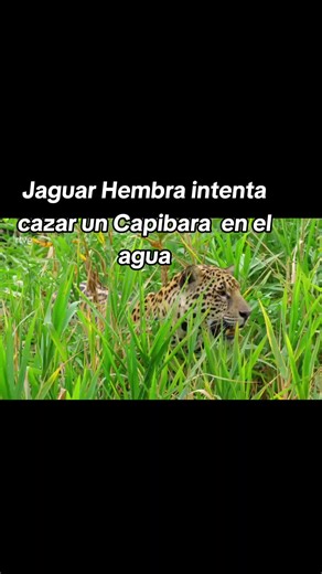 Jaguar Hembra intenta cazar un Capibara en el agua #depredadoresprehistóricos #vidasalvajetiktok🐘🐗🐖🐕🐔🐓🐠🐝 #capibaras #crias #jagua