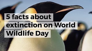 5 facts about extinction on World Wildlife Day