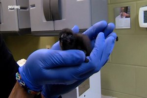 1.8M views · 23K reactions | Meet "Bowie" the baby penguin! | BuzzFeed | Facebook