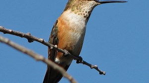 When do hummingbirds leave Ohio? Winter migration starts soon. Here's what to know