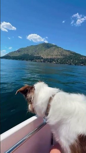 Dog on a Boat Ride on Lake