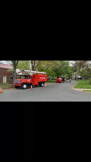 Branch Management Tree Service 717-706-2617 | Alan Kendall