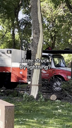 A tree hit by lightning might look fine...but it's not. Lightning damage can hide inside the trunk-making removal a must. Keep people, property, and other trees safe. Get that tree removed! #TreeCare #ForestyFacts #TreeSafety | Front Range Arborists | Facebook