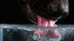 Secret Life of Dogs: Alsatian dog drinking water in ultra slow motion