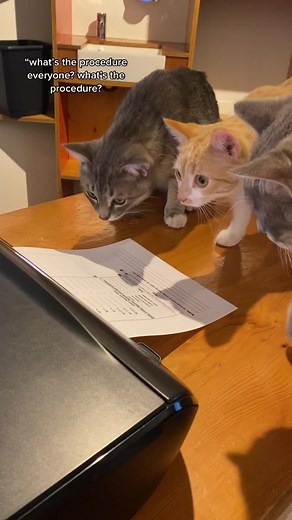Cats' Reaction to Hearing the Printer | Hilarious Compilation