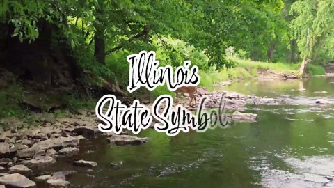 Illinois deer season opens with 51K harvests