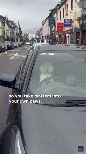 Funny video shows dog honking car horn waiting for owner