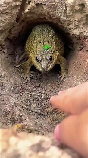 SO FUNNY 😂🫴🐸