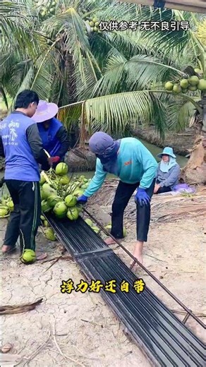 运输椰子 #知识渊博 #explore
