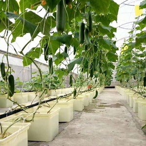 [Hot Item] 11L Bato Dutch Bucket Hydroponic Cultivation System with Siphon Elbows