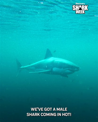 This year’s #SharkWeek means interacting with sharks like never before… 😳