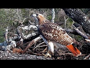 Red-tailed hawk up on the nesting platform