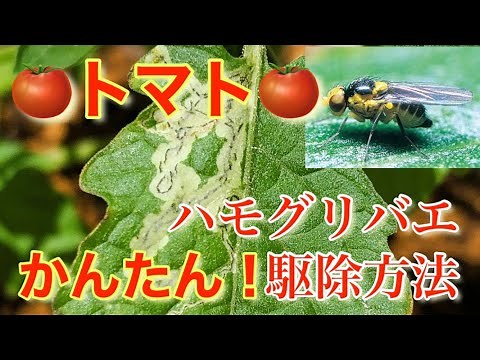 トマト【#ハモグリバエ】簡単な駆除方法※初心者向け #ミニトマト #害虫 #トマト