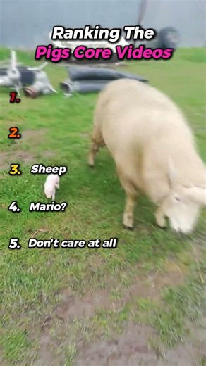 Ranking!! Best Pigs Moments #fyp #pig #edit