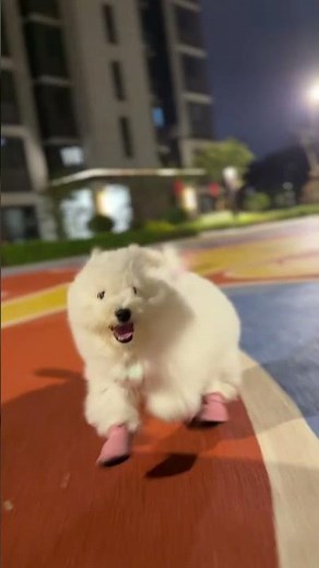 Crazy Happy Running Puppies: Unleash the Joy