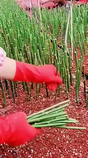 cool technique of propagation by stem cuttings #shorts