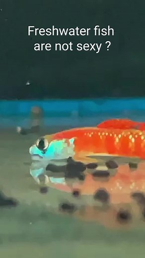 ❤️‍🔥Freshwater fish are not sexy ? Stiphodon rutilaureus (Orange Neon Goby) Aquarium-Dietzenbach #werbung #aquariumdietzenbach #stiphodon #rutilaureus #oliverknott #okaqua #okisback #aquascape #aquarium #aquascaping #aquariumhobby #aquariumtank #aquariums #akvaryum #aquariumfish #instafish #tropicalfish #aquatic #aquaticlife #fishtank #fishkeeping #freshwaterfish #freshwater #aquaticplants #natureaquarium | Oliver Knott