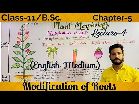 Modification of Roots in English( plant Morphology) class-11& B.Sc.