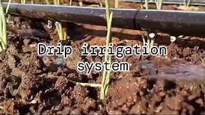 2.1K views · 33 reactions | See for yourself different irrigation systems in farming Subscribe to JAPUR TV through this link. Remember to share the video https://youtu.be/VtAmqp23zXs?si=R0ETNNMhhw7s2Ebx | JAPUR FARM Solutions | Facebook