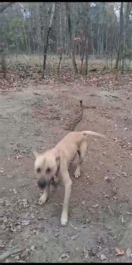 Brad Chambers on Reels