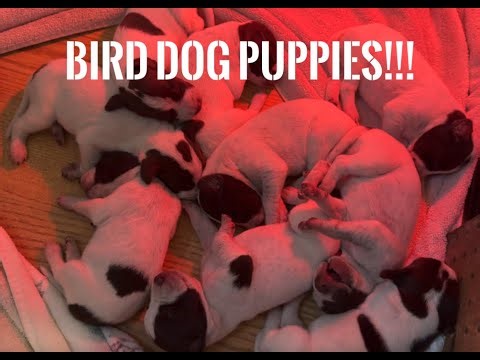BIG ANNOUNCEMENT: Our Bird Dogs Are Having PUPPIES!
