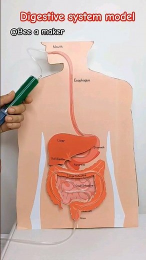 DIY Digestive system model printable, visit our website, link in bio