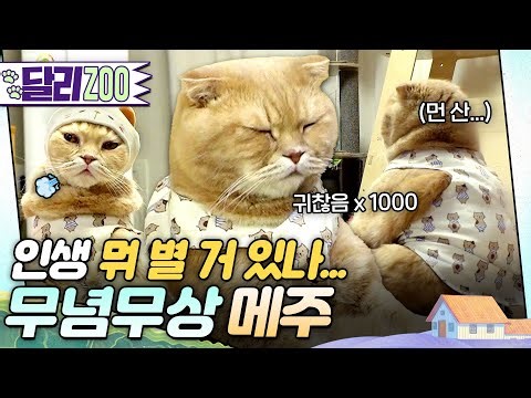 [🐕#달리ZOO] 아무리 봐도 고양이 아닌 것 같음🤔 인생 2회차 같은 무념무상 메주🐈#TV동물농장 #달리 #DALI