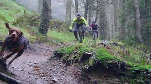 25K views · 168 reactions | Sun, snow, wind or rain, trail dogs are...