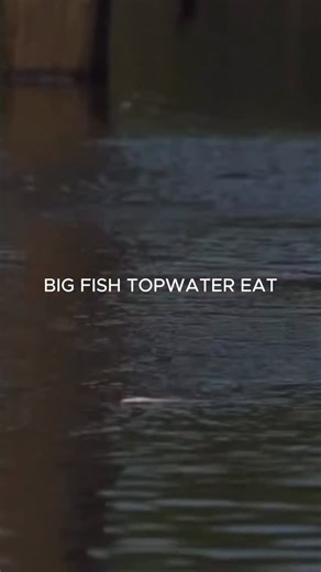 Big hungry fish attacks topwater! 😳 • #fishing #fishingviral #bigfish #fishcatch #fishingvideos #fishingreels #reelsinstagram #instagramreels #bigfish | Beyond Braid