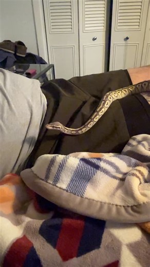 Veronica Lugo on Instagram: "My son’s ball python Bruce, he has doubled in size in the last week. 🥰 #reptile #snake #herplife #reptilekeeper"