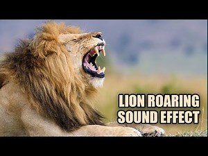 Lion Sound Effects 🦁 Lion Roaring Sounds