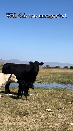 Did you know that when you breed a black or red angus cow to a white Charolais bull you will get grey or orange calves? Our calf crop this year is mostly grey and orange, and born between April and June. We breed angus cross cattle to Charolais. So this black calf yesterday was quite the surprise. Our best guess could be that she lost her calf after preg checking or after shipping to winter pasture. This can happen sometimes, unfortunately. And then was unknowingly bred by a black angus bull in