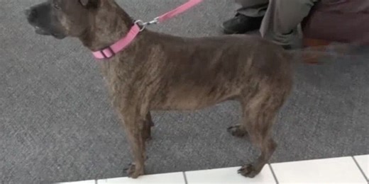 Leigh's Lost and Found Digital Extra: Microchip leads owners to missing dog after 3 months