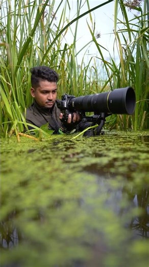 Wild Fishing Perfection 🦅. #wildlife #photography #birdwatching #shorts #wildanimals #birds #nikon
