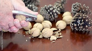Cracking Christmas nuts using a traditional metal nutcracker