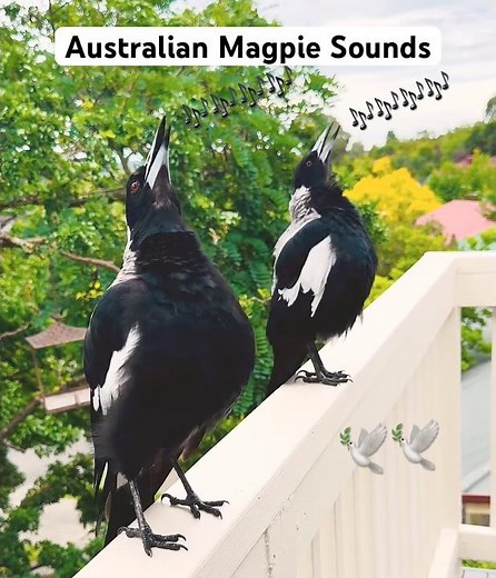 The most iconic Australian magpie SINGING ever! #magpie #birdsounds #shorts