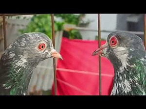 Outclass dip red eyes breeder available for sale. Serious buyers DM ! 8789008544