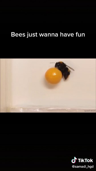 Do Bumble Bees Play? Fun Nature Moments with Bees