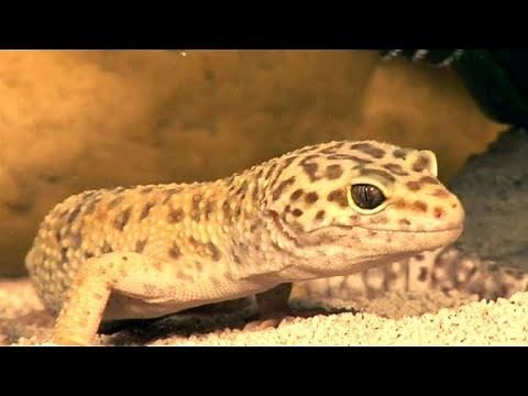 How To Care For Your Pet Leopard Geckos