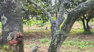 *Property id 3753* *10.5 acre farm land for sale in Bidadi -...